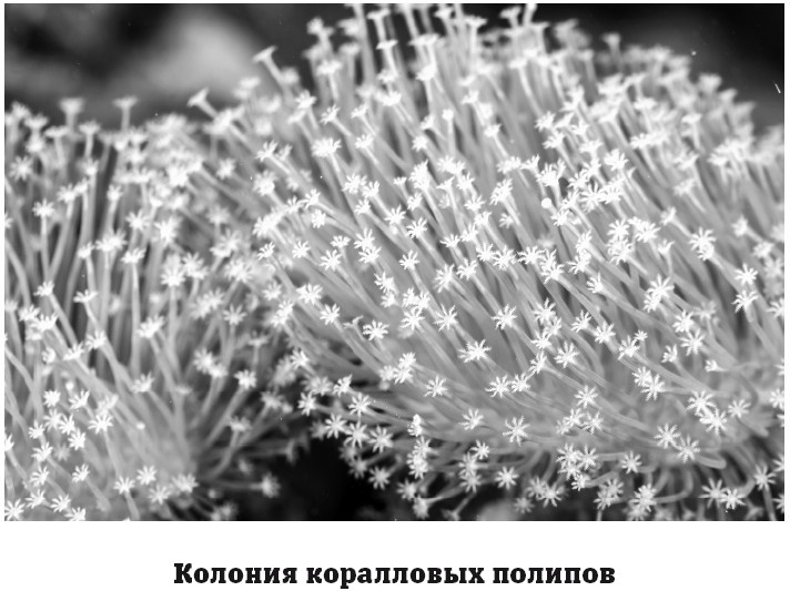 География на пальцах География на пальцах
