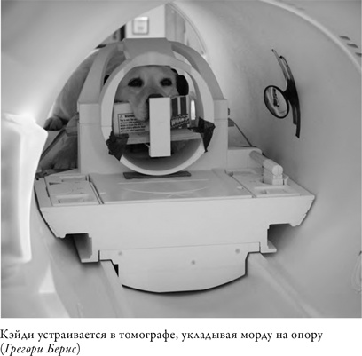 Что значит быть собакой. И другие открытия в области нейробиологии животных Что значит быть собакой. И другие открытия в области нейробиологии животных
