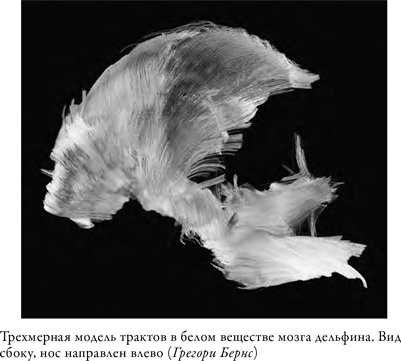 Что значит быть собакой. И другие открытия в области нейробиологии животных Что значит быть собакой. И другие открытия в области нейробиологии животных