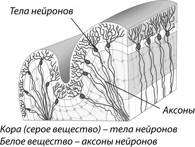 Мозговодство Мозговодство