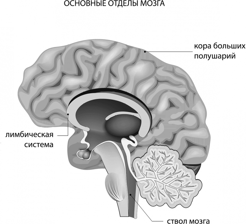 Мозговодство Мозговодство