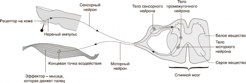 Кожа: мифы и правда о самом большом органе